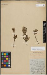 Foto von Salix triandra subsp. amygdalina (L.) Schübl. & G. Martens